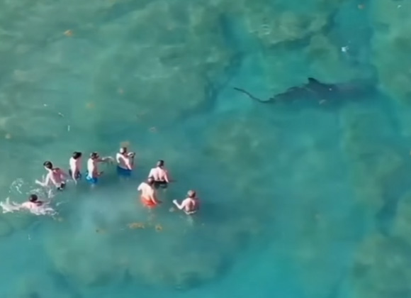 パームビーチで巨大シュモクザメが海水浴客の集団に接近